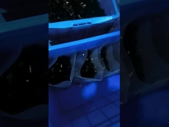 gli accessori della fascetta ferma-cavo del PE 1000Pcs 1/2 misurano il tipo in pollici di plastica morsetto della R della clip